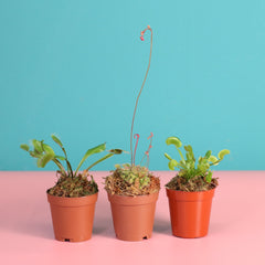 Trio of Terror Carnivorous Plant Bundle