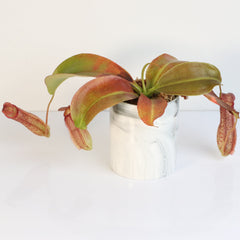 Tropical Pitcher Plant Nepenthes Miranda Carnivorous