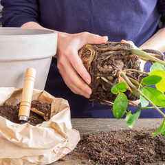 Lyfe Organic Soil Mix