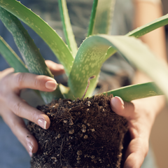 Lyfe Organic Soil Mix