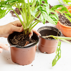 Lyfe Organic Soil Mix