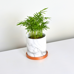 Parlor Palm Neanthe Bella Plant