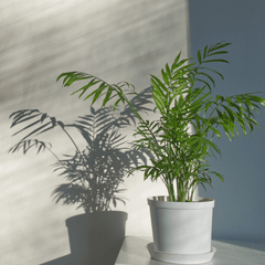 Parlor Palm Neanthe Bella Plant