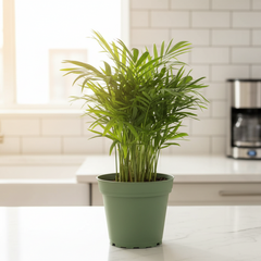 Parlor Palm Neanthe Bella Plant