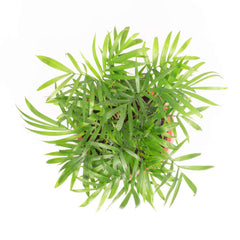 Parlor Palm Neanthe Bella Plant