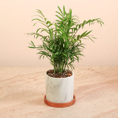 Parlor Palm Neanthe Bella Plant