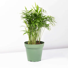 Parlor Palm Neanthe Bella Plant