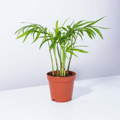 Parlor Palm Neanthe Bella Plant