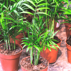 Parlor Palm Neanthe Bella Plant