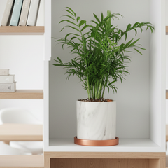 Parlor Palm Neanthe Bella Plant
