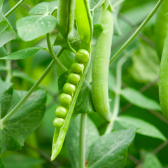 Peas Little Marvel Seeds