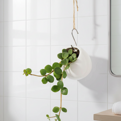 Peperomia Hope 'Trailing Jade' Plant