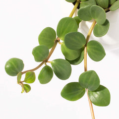 Peperomia Hope 'Trailing Jade' Plant
