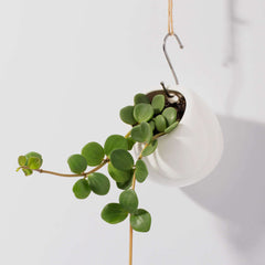Peperomia Hope 'Trailing Jade' Plant