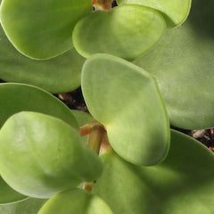 Peperomia Hope 'Trailing Jade' Plant