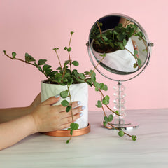 Peperomia Hope 'Trailing Jade' Plant