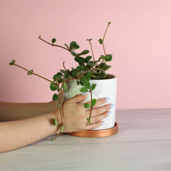 Peperomia Hope 'Trailing Jade' Plant