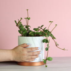 Peperomia Hope 'Trailing Jade' Plant