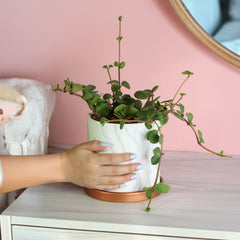 Peperomia Hope 'Trailing Jade' Plant