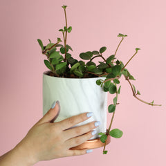Peperomia Hope 'Trailing Jade' Plant