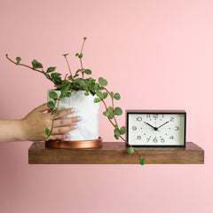 Peperomia Hope 'Trailing Jade' Plant