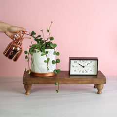 Peperomia Hope 'Trailing Jade' Plant