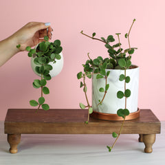 Peperomia Hope 'Trailing Jade' Plant