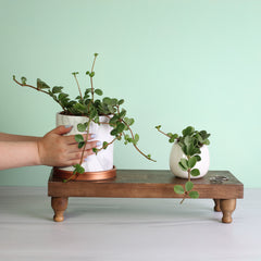 Peperomia Hope 'Trailing Jade' Plant