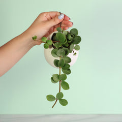 Peperomia Hope 'Trailing Jade' Plant