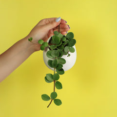 Peperomia Hope 'Trailing Jade' Plant
