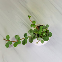 Peperomia Hope 'Trailing Jade' Plant