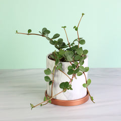 Peperomia Hope 'Trailing Jade' Plant