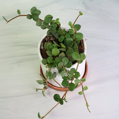 Peperomia Hope 'Trailing Jade' Plant