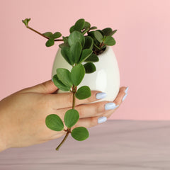 Peperomia Hope 'Trailing Jade' Plant