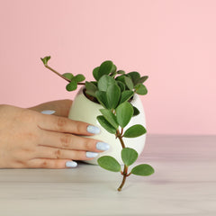 Peperomia Hope 'Trailing Jade' Plant
