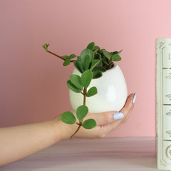 Peperomia Hope 'Trailing Jade' Plant