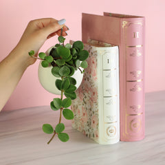 Peperomia Hope 'Trailing Jade' Plant