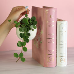 Peperomia Hope 'Trailing Jade' Plant