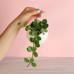 Peperomia Hope 'Trailing Jade' Plant