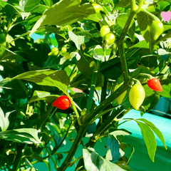 Sweety Drop Pepper Pimenta Biquinho Little Beak Pepper Plant