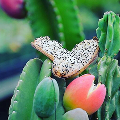 Night Blooming Peruvian Apple Cactus