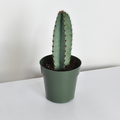 Night Blooming Peruvian Apple Cactus