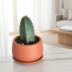 Night Blooming Peruvian Apple Cactus