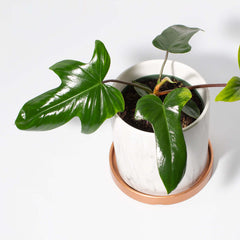 Philodendron 'Florida Ghost'