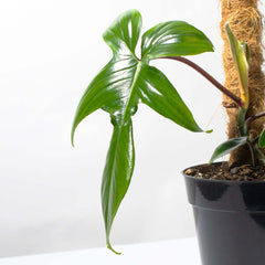 Philodendron 'Florida Ghost'