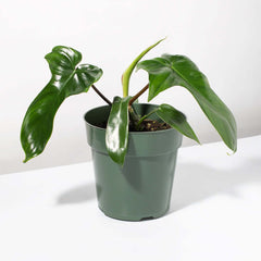 Philodendron 'Florida Ghost'