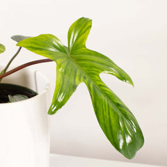 Philodendron 'Florida Ghost'