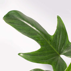 Philodendron 'Florida Ghost'