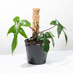 Philodendron 'Florida Ghost'