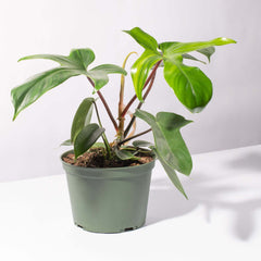 Philodendron 'Florida Ghost'